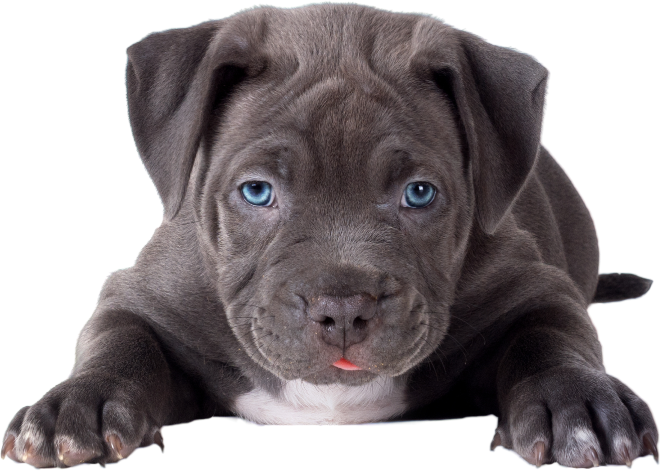 blue nose pup