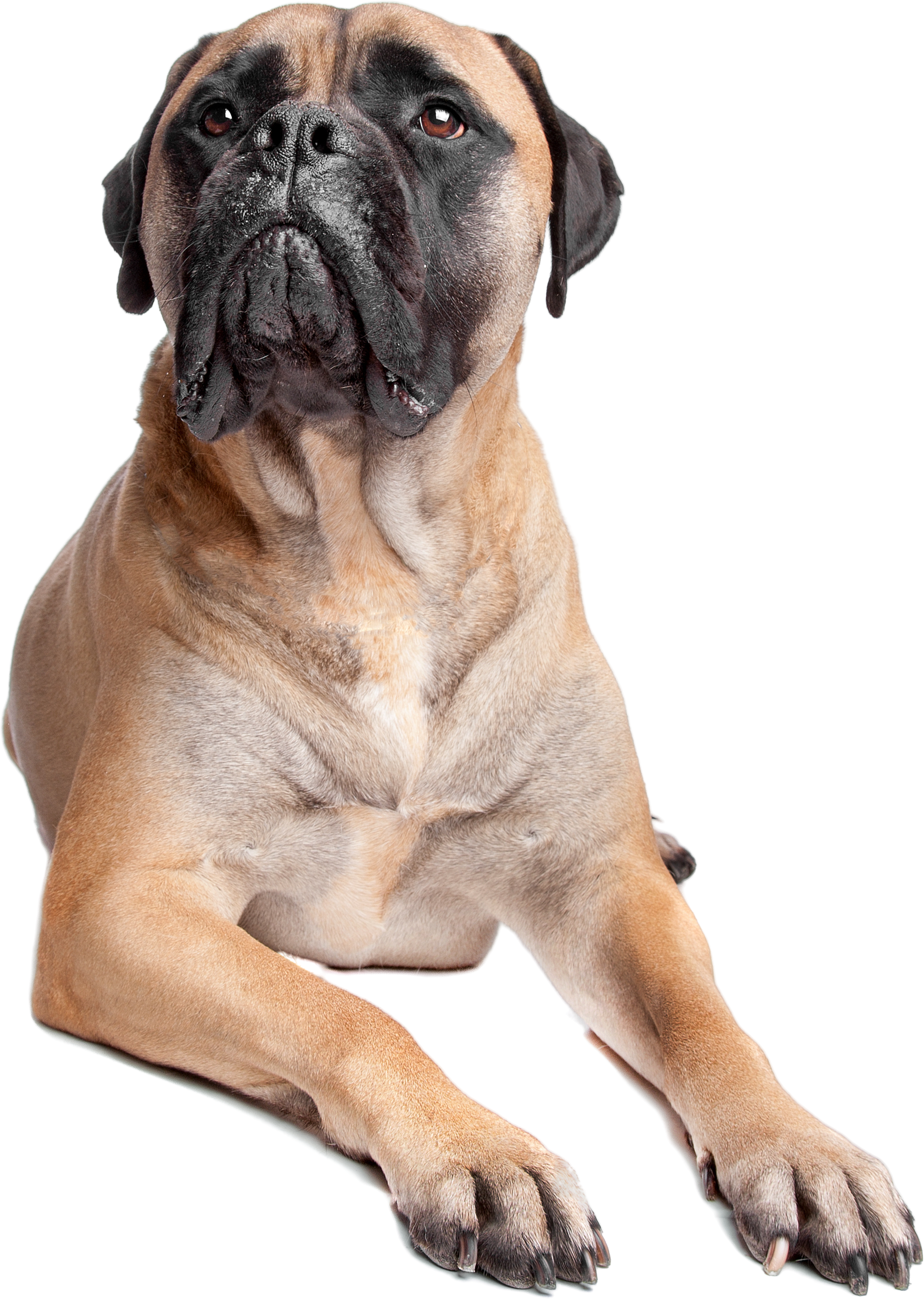 bullmastiff